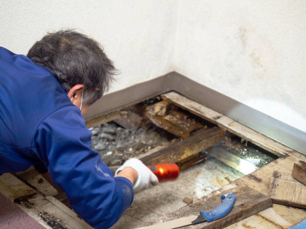 Best Insurance-Related Mold Remediation in Thermalito, CA