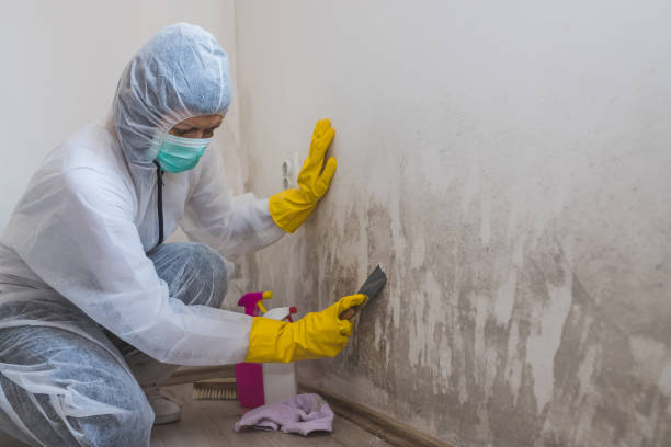Best Emergency Mold Remediation in Thermalito, CA