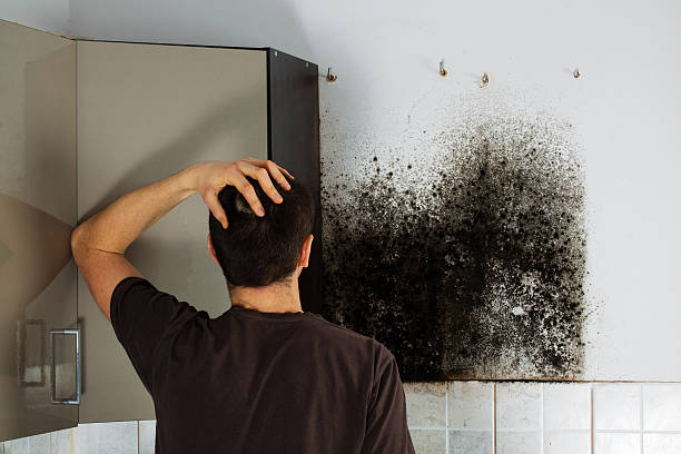 Best Commercial Mold Remediation in Thermalito, CA