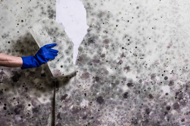 Best White Mold Remediation in Thermalito, CA