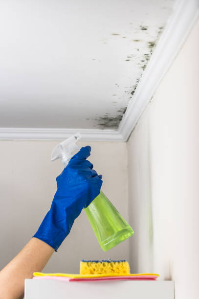 Best Bathroom Mold Remediation in Thermalito, CA